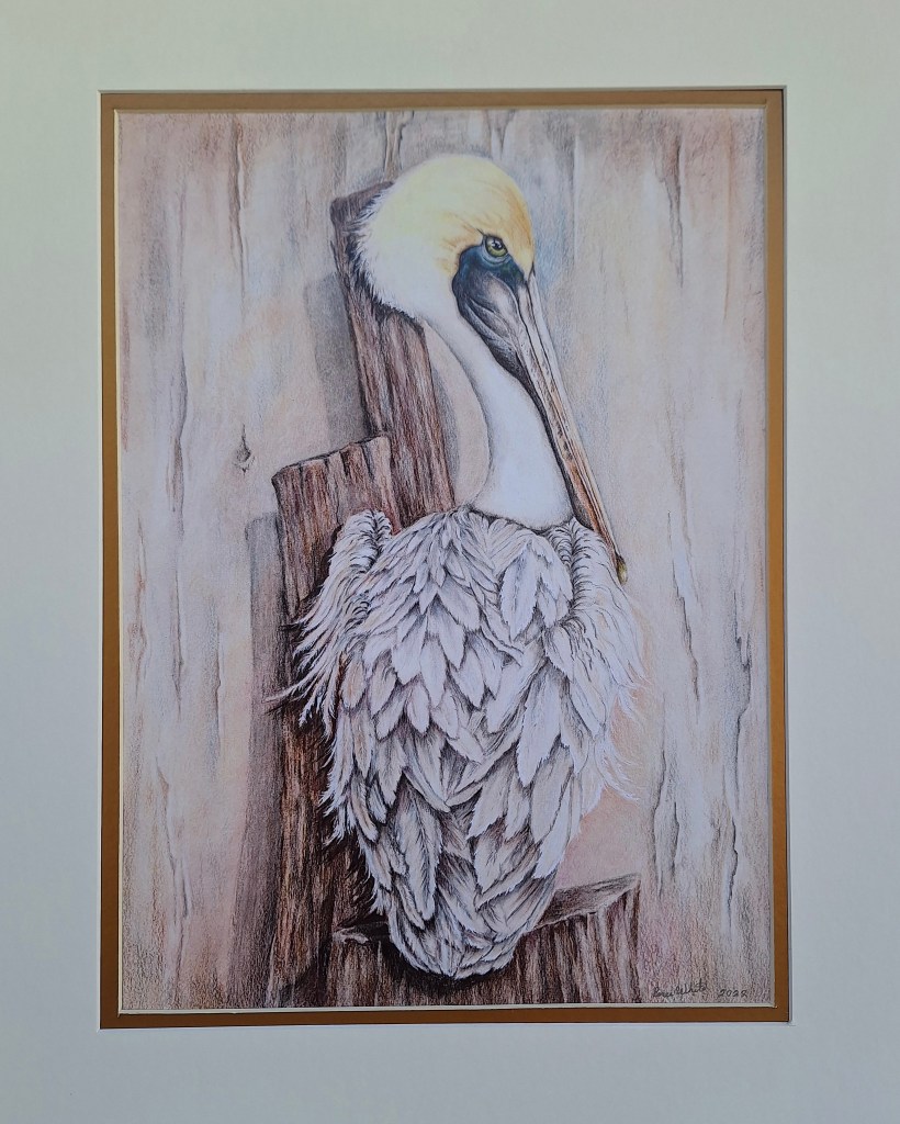 Pelican